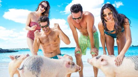 Pig Beach In The Bahamas