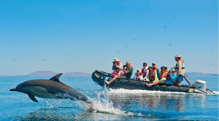 Dolphin or Whale-Watching Tour By Boat | Tripreviewhub
