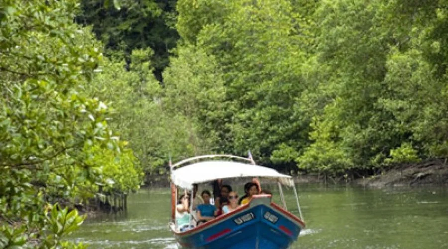 Mangrove Boat Safari