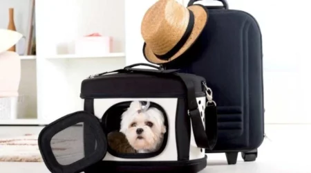 Reisezubehör für Hunde