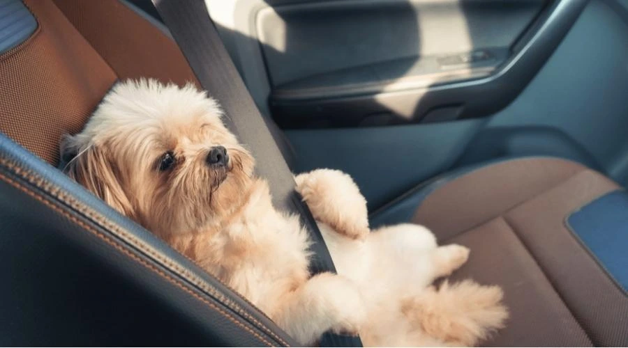 Seatbelt for a dog