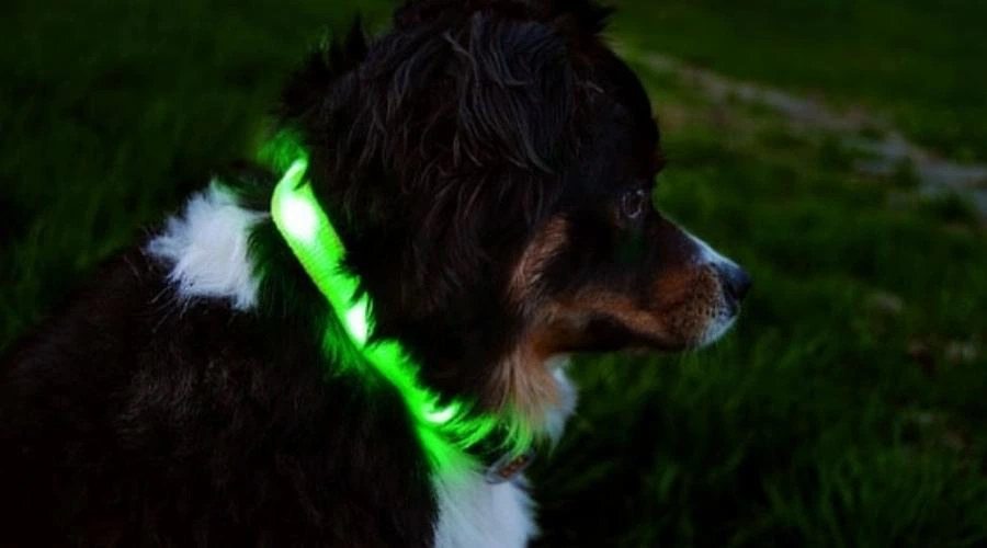 LED dog collar that charges