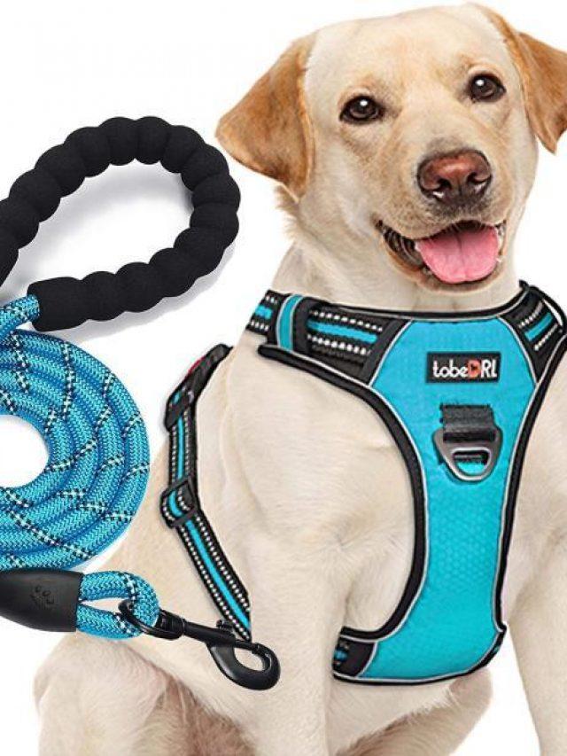 Must Have Dog Travel Accessories