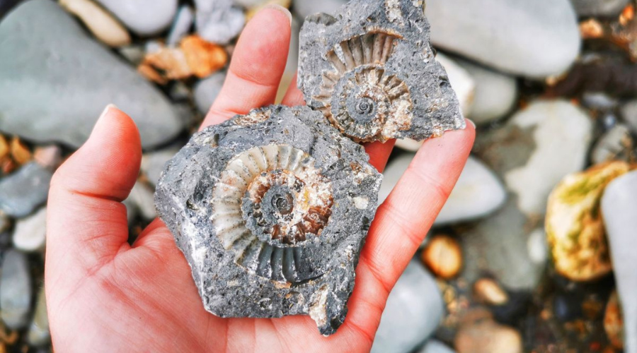 Spot fossils at Lyme Regis