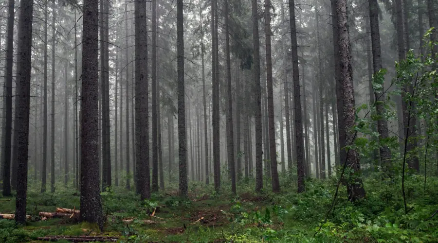 Explore the Mysterious Black Forest